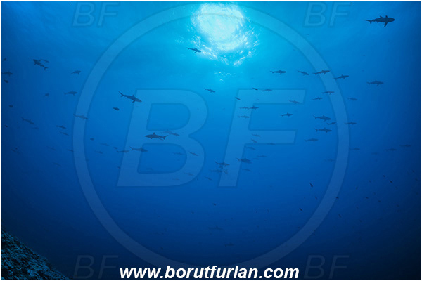 French Polynesia, Tuamotu Archipelago, Toau atoll, Pacific ocean, Carcharhinus amblyrhynchos, Carcharhinus, Carcharhinidae, Elasmobranchii, Grey Reef Shark, Shark, Fish, Fish school, Shark school