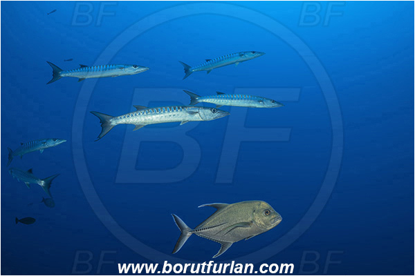 French Polynesia, Tuamotu Archipelago, Toau atoll, Pacific ocean, Sphyraena qenie, Sphyraena, Sphyraenidae, Blackfin barracuda, Barracuda, Caranx lugubris, Caranx, Carangidae, Black Jack, Black Trevally, Trevally, Fish, Fish school