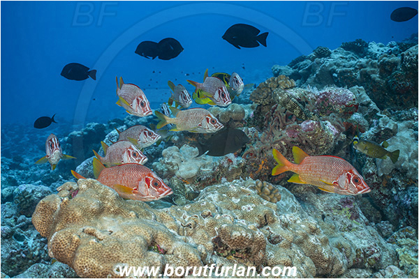 French Polynesia, Tuamotu Archipelago, Toau atoll, Pacific ocean, Sargocentron spiniferum, Sargocentron, Holocentridae, Sabre Squirrelfish, Longjaw Squirrelfish, Squirrelfish, Fish, Reef, Fish school