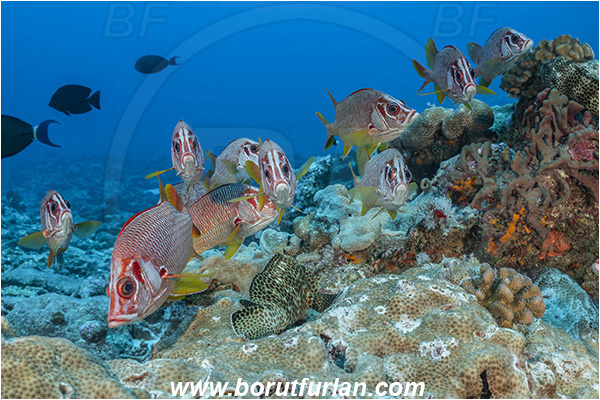 French Polynesia, Tuamotu Archipelago, Toau atoll, Pacific ocean, Sargocentron spiniferum, Sargocentron, Holocentridae, Sabre Squirrelfish, Longjaw Squirrelfish, Squirrelfish, Fish, Reef, Fish school