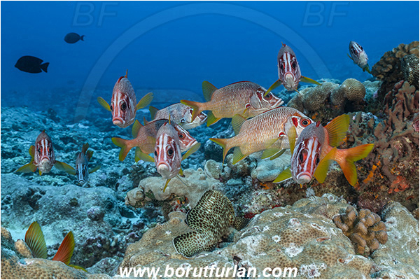 French Polynesia, Tuamotu Archipelago, Toau atoll, Pacific ocean, Sargocentron spiniferum, Sargocentron, Holocentridae, Sabre Squirrelfish, Longjaw Squirrelfish, Squirrelfish, Fish, Reef, Fish school