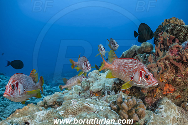 French Polynesia, Tuamotu Archipelago, Toau atoll, Pacific ocean, Sargocentron spiniferum, Sargocentron, Holocentridae, Sabre Squirrelfish, Longjaw Squirrelfish, Squirrelfish, Fish, Reef, Fish school