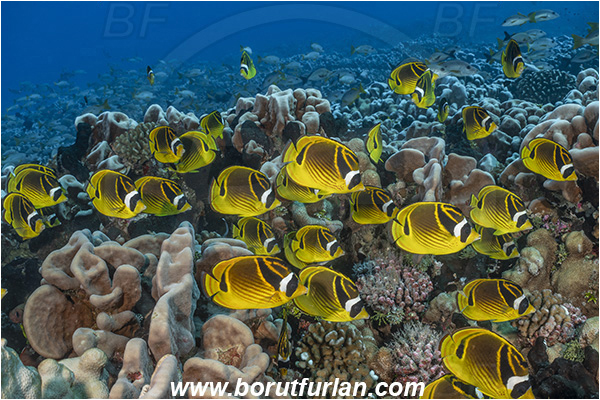 French Polynesia, Tuamotu Archipelago, Toaui atoll, Pacific ocean, Chaetodon lunula, Chaetodon, Chaetodontidae, Raccoon butterflyfish, Butterflyfish, Fish, Fish school, Reef