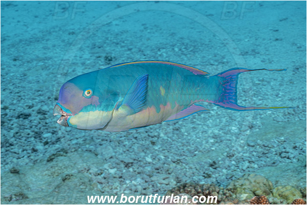 French Polynesia, Tuamotu Archipelago, Toau atoll, Pacific ocean, Chlorurus microrhinos, Chlorurus, Scaridae, Steephead Parrotfish, Parrotfish, Fish, Male