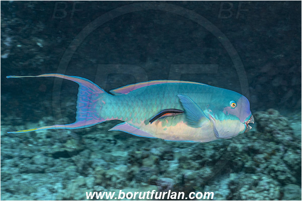French Polynesia, Tuamotu Archipelago, Toau atoll, Pacific ocean, Chlorurus microrhinos, Chlorurus, Scaridae, Steephead Parrotfish, Parrotfish, Fish, Male, Labroides dimidiatus, Labroides, Labridae, Cleaner Wrasse, Wrasse, Cleaning