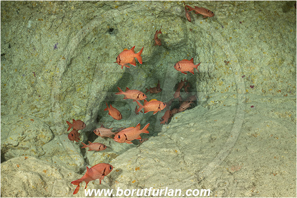 French Polynesia, Tuamotu Archipelago, Toau atoll, Pacific ocean, Myripristis berndti, Myripristis, Holocentridae, Blotcheye soldierfish, Soldierfish, Fish, Fish school, Reef, Cave