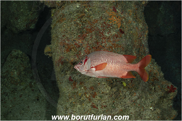 French Polynesia, Tuamotu Archipelago, Toau atoll, Pacific ocean, Sargocentron spiniferum, Sargocentron, Holocentridae, Sabre Squirrelfish, Longjaw Squirrelfish, Squirrelfish, Fish, Reef, Cave