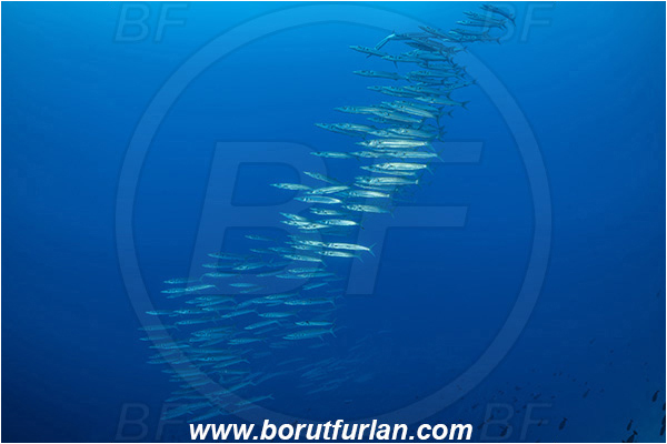 French Polynesia, Tuamotu Archipelago, Toau atoll, Pacific ocean, Sphyraena forsteri, Sphyraena, Sphyraenidae, Bigeye barracuda, Barracuda, Fish, Fish school