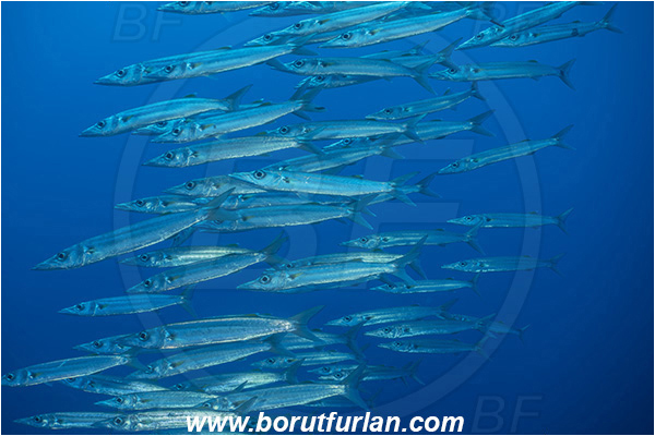 French Polynesia, Tuamotu Archipelago, Toau atoll, Pacific ocean, Sphyraena forsteri, Sphyraena, Sphyraenidae, Bigeye barracuda, Barracuda, Fish, Fish school