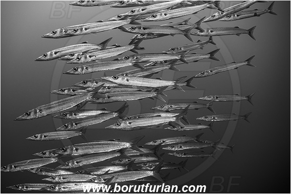 French Polynesia, Tuamotu Archipelago, Toau atoll, Pacific ocean, Sphyraena forsteri, Sphyraena, Sphyraenidae, Bigeye barracuda, Barracuda, Fish, Fish school, Black&white