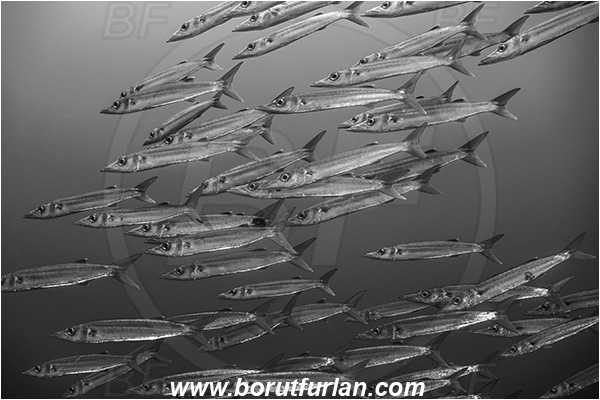 French Polynesia, Tuamotu Archipelago, Toau atoll, Pacific ocean, Sphyraena forsteri, Sphyraena, Sphyraenidae, Bigeye barracuda, Barracuda, Fish, Fish school, Black&white