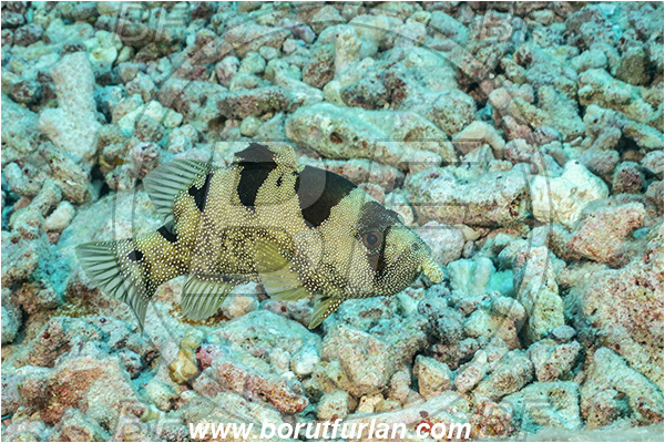 French Polynesia, Tuamotu Archipelago, Toau atoll, Pacific ocean, Pogonoperca punctata, Plectropomus, Serranidae, Spotted soapfish, Soapfish, Fish