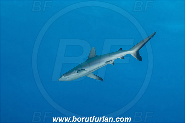 French Polynesia, Tuamotu Archipelago, Toau atoll, Pacific ocean, Carcharhinus amblyrhynchos, Carcharhinus, Carcharhinidae, Elasmobranchii, Grey Reef Shark, Shark, Fish, Juvenile