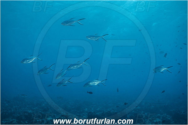French Polynesia, Tuamotu Archipelago, Toau atoll, Pacific ocean, Trachinotus baillonii, Trachinotus, Carangidae, Small spotted dart, Fish, Fish school