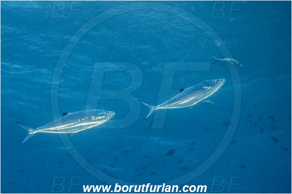 French Polynesia, Tuamotu Archipelago, Toau atoll, Pacific ocean, Scomberoides tol, Scomberoides, Carangidae, Needlescaled queenfish, Fish