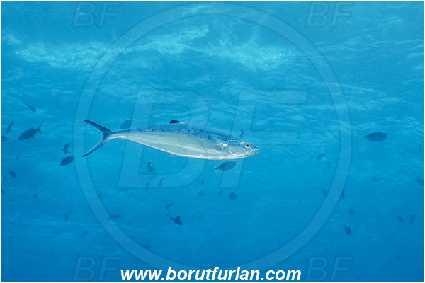 French Polynesia, Tuamotu Archipelago, Toau atoll, Pacific ocean, Scomberoides tol, Scomberoides, Carangidae, Needlescaled queenfish, Fish