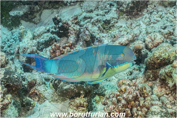 French Polynesia, Tuamotu Archipelago, Toau atoll, Pacific ocean, Chlorurus microrhinos, Chlorurus, Scaridae, Steephead Parrotfish, Parrotfish, Fish, Male