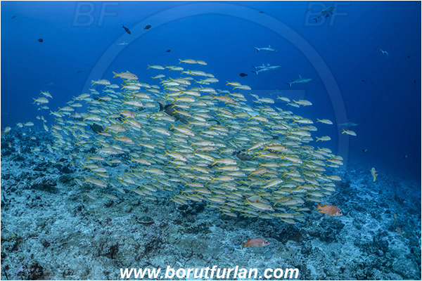 French Polynesia, Tuamotu Archipelago, Fakarava atoll, Pacific ocean, Mulloidichthys vanicolensis, Mulloidichthys, Mullidae, Yellowfin Goatfish, Goatfish, Fish, Fish school, Reef