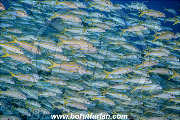 French Polynesia, Tuamotu Archipelago, Fakarava atoll, Pacific ocean, Mulloidichthys vanicolensis, Mulloidichthys, Mullidae, Yellowfin Goatfish, Goatfish, Fish, Fish school