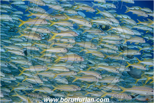 French Polynesia, Tuamotu Archipelago, Fakarava atoll, Pacific ocean, Mulloidichthys vanicolensis, Mulloidichthys, Mullidae, Yellowfin Goatfish, Goatfish, Fish, Fish school