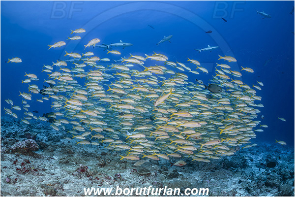 French Polynesia, Tuamotu Archipelago, Fakarava atoll, Pacific ocean, Mulloidichthys vanicolensis, Mulloidichthys, Mullidae, Yellowfin Goatfish, Goatfish, Fish, Fish school, Reef