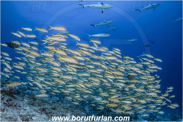 French Polynesia, Tuamotu Archipelago, Fakarava atoll, Pacific ocean, Mulloidichthys vanicolensis, Mulloidichthys, Mullidae, Yellowfin Goatfish, Goatfish, Carcharhinus amblyrhynchos, Carcharhinus, Carcharhinidae, Elasmobranchii, Grey Reef Shark, Shark, Fish, Fish school