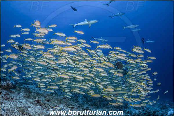 French Polynesia, Tuamotu Archipelago, Fakarava atoll, Pacific ocean, Mulloidichthys vanicolensis, Mulloidichthys, Mullidae, Yellowfin Goatfish, Goatfish, Carcharhinus amblyrhynchos, Carcharhinus, Carcharhinidae, Elasmobranchii, Grey Reef Shark, Shark, Fish, Fish school