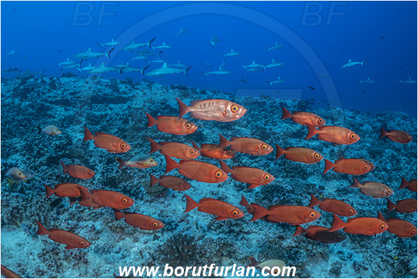 French Polynesia, Tuamotu Archipelago, Fakarava atoll, Pacific ocean, Carcharhinus amblyrhynchos, Carcharhinus, Carcharhinidae, Elasmobranchii, Grey Reef Shark, Shark, Priacanthus hamrur, Priacanthus, Lunartail Bigeye, Bigeye, Priacanthidae, Fish, Fish school, Reef