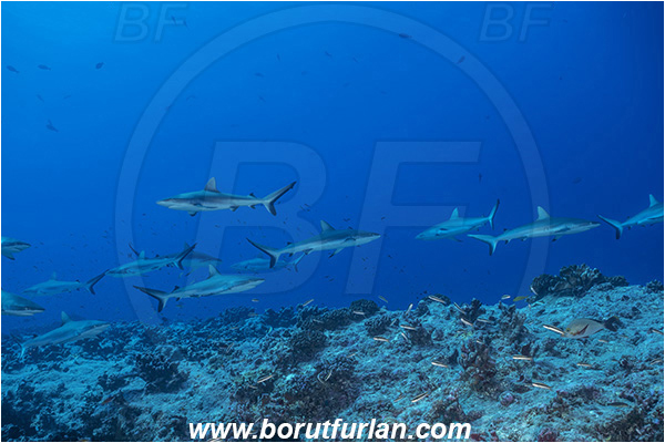 French Polynesia, Tuamotu Archipelago, Fakarava atoll, Pacific ocean, Carcharhinus amblyrhynchos, Carcharhinus, Carcharhinidae, Elasmobranchii, Grey Reef Shark, Shark, Fish, Reef, Fish school, Shark school