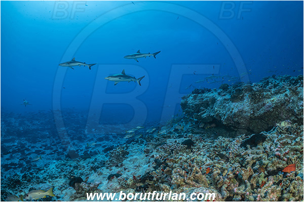 French Polynesia, Tuamotu Archipelago, Fakarava atoll, Pacific ocean, Carcharhinus amblyrhynchos, Carcharhinus, Carcharhinidae, Elasmobranchii, Grey Reef Shark, Shark, Fish, Reef