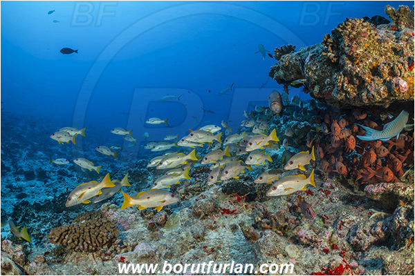 French Polynesia, Tuamotu Archipelago, Fakarava atoll, Pacific ocean, Lutjanus monostigma, Lutjanus, Lutjanidae, One-spot snapper, Snapper, Myripristis berndti, Myripristis, Holocentridae, Blotcheye soldierfish, Soldierfish, Fish, Fish school, Reef