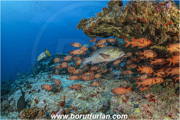 French Polynesia, Tuamotu Archipelago, Fakarava atoll, Pacific ocean, Lutjanus bohar, Lutjanus, Lutjanidae, Two-spot red snapper, Snapper, Myripristis berndti, Myripristis, Holocentridae, Blotcheye soldierfish, Soldierfish, Fish, Fish school, Reef
