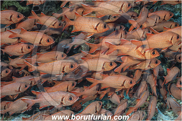 French Polynesia, Tuamotu Archipelago, Fakarava atoll, Pacific ocean, Myripristis berndti, Myripristis, Holocentridae, Blotcheye soldierfish, Soldierfish, Fish, Fish school