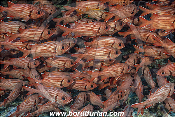 French Polynesia, Tuamotu Archipelago, Fakarava atoll, Pacific ocean, Myripristis berndti, Myripristis, Holocentridae, Blotcheye soldierfish, Soldierfish, Fish, Fish schoo