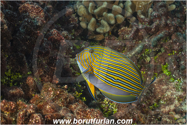 French Polynesia, Tuamotu Archipelago, Fakarava atoll, Pacific ocean, Acanthurus lineatus, Acanthurus, Acanthuridae, Striped Surgeonfish, Surgeonfish, Fish