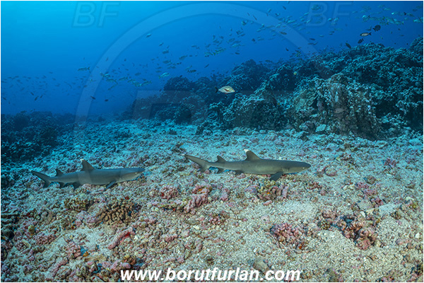 French Polynesia, Tuamotu Archipelago, Fakarava atoll, Pacific ocean, Triaenodon obesus, Triaenodon, Carcharhinidae, Elasmobranchii, Whitetip reef shark, Shark, Fish, Reef