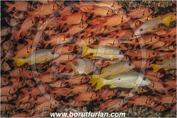 French Polynesia, Tuamotu Archipelago, Fakarava atoll, Pacific ocean, Lutjanus monostigma, Lutjanus, Lutjanidae, One-spot snapper, Snapper, Myripristis berndti, Myripristis, Holocentridae, Blotcheye soldierfish, Soldierfish, Fish, Fish school, Reef