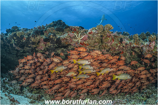 French Polynesia, Tuamotu Archipelago, Fakarava atoll, Pacific ocean, Lutjanus monostigma, Lutjanus, Lutjanidae, One-spot snapper, Snapper, Myripristis berndti, Myripristis, Holocentridae, Blotcheye soldierfish, Soldierfish, Fish, Fish school, Reef