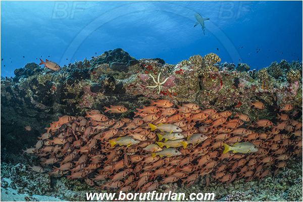 French Polynesia, Tuamotu Archipelago, Fakarava atoll, Pacific ocean, Lutjanus monostigma, Lutjanus, Lutjanidae, One-spot snapper, Snapper, Myripristis berndti, Myripristis, Holocentridae, Blotcheye soldierfish, Soldierfish, Fish, Fish school, Reef