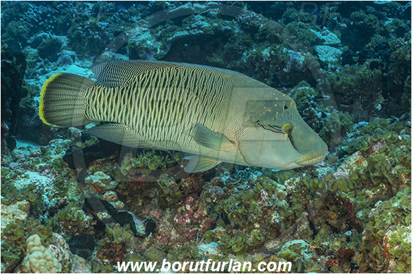 French Polynesia, Tuamotu Archipelago, Fakarava atoll, Pacific ocean, Cheilinus undulatus, Cheilinus, Labridae, Napoleon Wrasse, Humphead wrasse, Wrasse, Fish, Reef