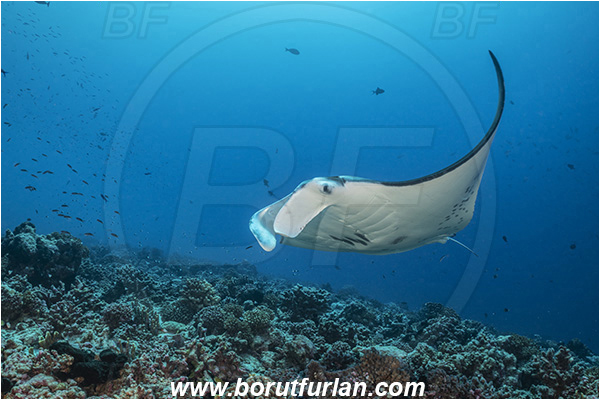 French Polynesia, Tuamotu Archipelago, Fakarava atoll, Pacific ocean, Mobula birostris, Mobula, Myliobatidae, Elasmobranchii, Giant Manta, Manta, Fish, Reef