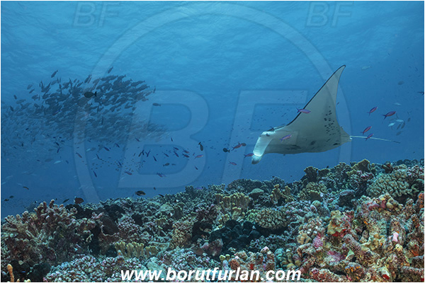 French Polynesia, Tuamotu Archipelago, Fakarava atoll, Pacific ocean, Mobula birostris, Mobula, Myliobatidae, Elasmobranchii, Giant Manta, Manta, Fish, Reef, Fish school