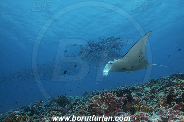 French Polynesia, Tuamotu Archipelago, Fakarava atoll, Pacific ocean, Mobula birostris, Mobula, Myliobatidae, Elasmobranchii, Giant Manta, Manta, Fish, Reef, Fish school