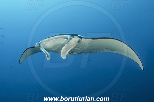 French Polynesia, Tuamotu Archipelago, Fakarava atoll, Pacific ocean, Mobula birostris, Mobula, Myliobatidae, Elasmobranchii, Giant Manta, Manta, Fish