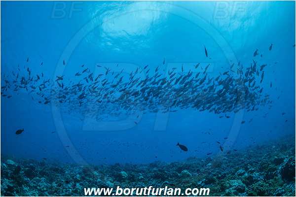 French Polynesia, Tuamotu Archipelago, Fakarava atoll, Pacific ocean, Acanthurus xanthopterus, Acanthurus, Acanthuridae, Yellowfin Surgeonfish, Surgeonfish, Fish, Fish school, Reef