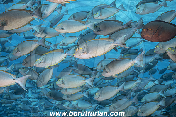 French Polynesia, Tuamotu Archipelago, Fakarava atoll, Pacific ocean, Acanthurus xanthopterus, Acanthurus, Acanthuridae, Yellowfin Surgeonfish, Surgeonfish, Fish, Fish school