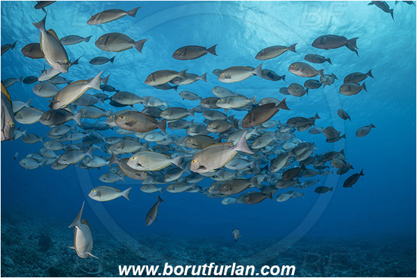 French Polynesia, Tuamotu Archipelago, Fakarava atoll, Pacific ocean, Acanthurus xanthopterus, Acanthurus, Acanthuridae, Yellowfin Surgeonfish, Surgeonfish, Fish, Fish school