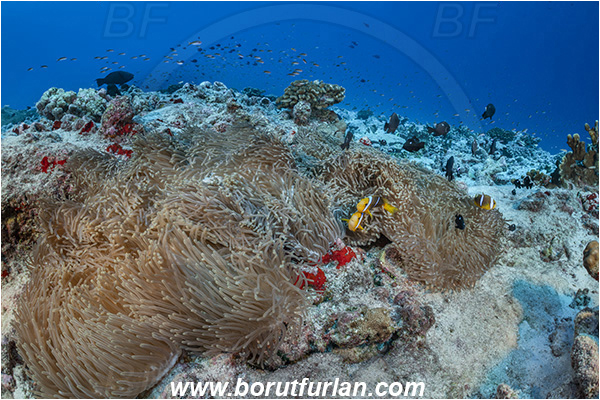 French Polynesia, Tuamotu Archipelago, Fakarava atoll, Pacific ocean, Heteractis magnifica, Heteractis, Stichodactylidae, Magnificent Sea Anemone, Anemone, Anthozoa, Cnidaria, Cnidarian, Amphiprion chrysopterus, Amphiprion, Pomacentridae, Orangefin anemonefish, Anemonefish, Orangefin Clownfish, Clownfish, Fish, Reef