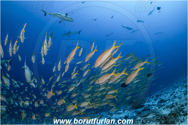 French Polynesia, Tuamotu Archipelago, Fakarava atoll, Pacific ocean, Mulloidichthys vanicolensis, Mulloidichthys, Mullidae, Yellowfin Goatfish, Goatfish, Carcharhinus amblyrhynchos, Carcharhinus, Carcharhinidae, Elasmobranchii, Grey Reef Shark, Shark, Fish, Fish school