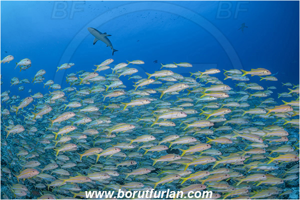 French Polynesia, Tuamotu Archipelago, Fakarava atoll, Pacific ocean, Mulloidichthys vanicolensis, Mulloidichthys, Mullidae, Yellowfin Goatfish, Goatfish, Carcharhinus amblyrhynchos, Carcharhinus, Carcharhinidae, Elasmobranchii, Grey Reef Shark, Shark, Fish, Fish school